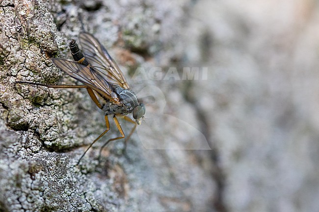 Rhagio vitripennis - Schwarzfüßige Schnepfenfliege, Germany (Baden-Württemberg), imago stock-image by Agami/Ralph Martin,