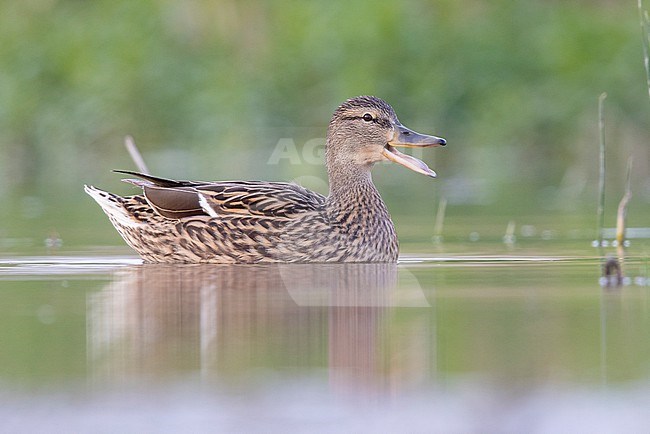 Mallard (Anas platyrhynchos), side view of an adult female swimming in the water, Campania, Italy stock-image by Agami/Saverio Gatto,