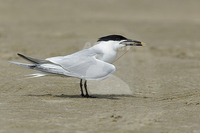 Adult Cabot's Tern (Thalasseus acuflavidus) standing on the beach in Galveston County, Texas, USA. stock-image by Agami/Brian E Small,