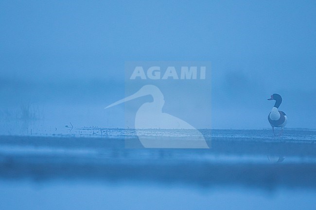 Common Shelduck - Brandgans - Tadorna tadorna, Germany (Schleswig-Holstein), adult, male stock-image by Agami/Ralph Martin,