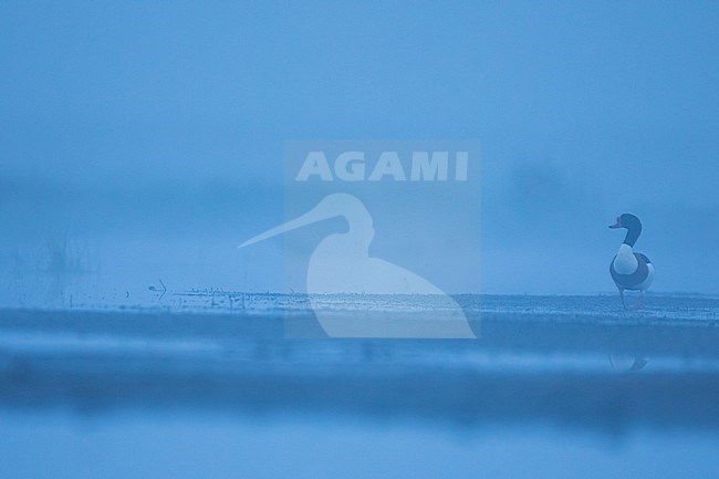 Common Shelduck - Brandgans - Tadorna tadorna, Germany (Schleswig-Holstein), adult, male stock-image by Agami/Ralph Martin,