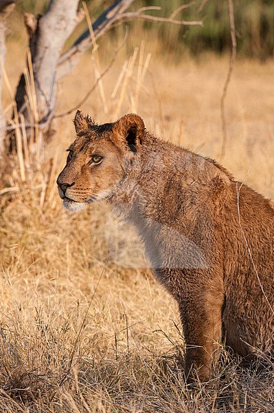 Portrait of a young lion, Panthera leo. Okavango Delta, Botswana. stock-image by Agami/Sergio Pitamitz,