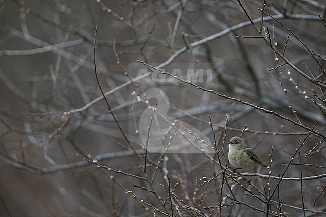 Willow Warbler - Fitis - Phylloscopus trochilus ssp. trochilus, Germany (Schleswig-Holstein), adult stock-image by Agami/Ralph Martin,
