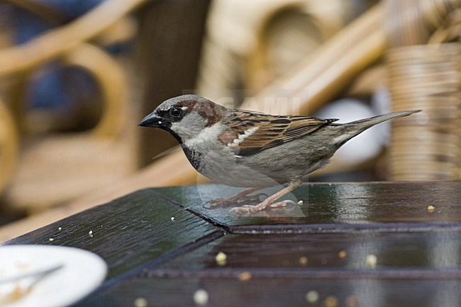 House Sparrow adult male stealing food; Huismus volwassen man voedsel stelend op terras stock-image by Agami/Marc Guyt,
