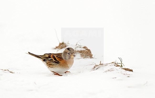 Overwinterende Keep fouragerend en voedsel zoekend op besneeuwde akker; Wintering  Brambling foraging, feeding on snow covered field, acre stock-image by Agami/Ran Schols,