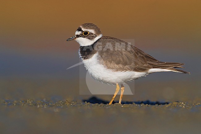 Little Ringed Plover (Charadrius dubius) standing on the shore of a lake in Italy. stock-image by Agami/Daniele Occhiato,