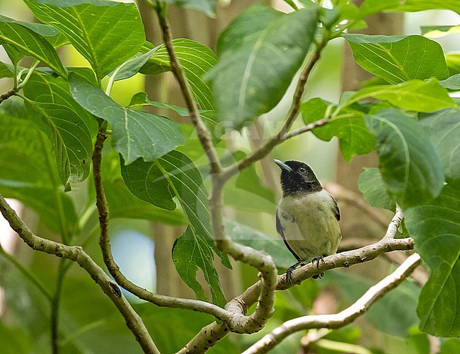 Marquesan monarch (Pomarea mendozae motanensis) in French Polynesia. Endangered endemic. stock-image by Agami/Pete Morris,