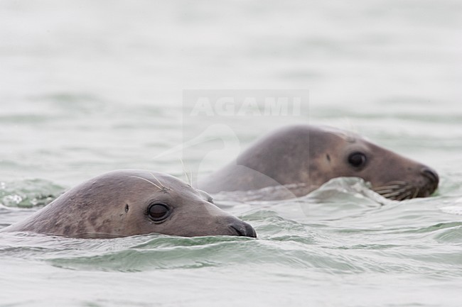 Grijze zeehond, Grey Seal stock-image by Agami/Menno van Duijn,