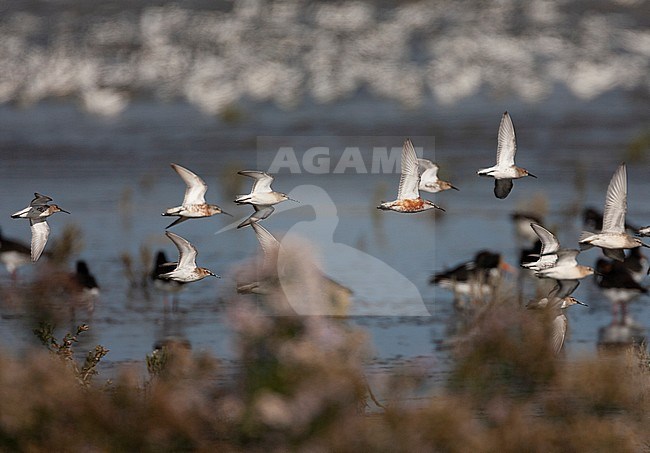 Flock of waders at wader roost ‘de Zwarte Haan’ in the Dutch Wadden sea. Including Curlew Sandpiper (Calidris ferruginea) and Dunlin (Calidris alpina). Osytercatchers in the background. stock-image by Agami/Marc Guyt,
