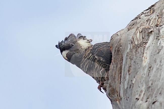 Kortsnavelraafkaketoe in boom, Slender-billed Black-Cockatoo in tree stock-image by Agami/Pete Morris,