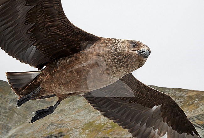 Great Skua (Catharacta skua) during summer in the Shetland islands in Scotland. Bird in flight. stock-image by Agami/Markus Varesvuo,