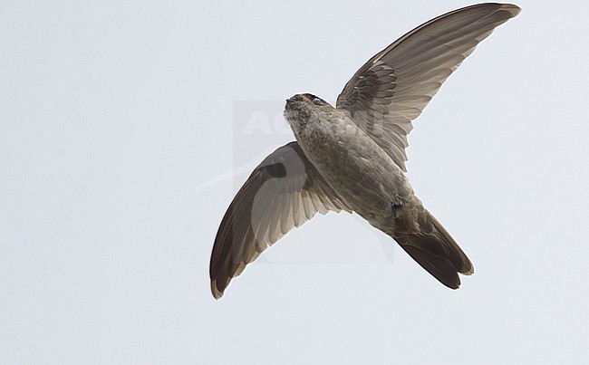 Himalayan Swiftlet (Aerodramus brevirostris) in Thailand. stock-image by Agami/Sylvain Reyt,