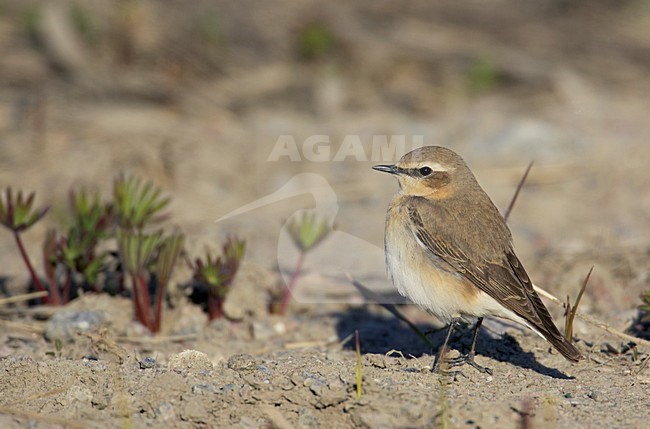 Vrouwtje Tapuit; Female Northern Wheatear stock-image by Agami/Markus Varesvuo,