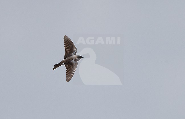 Tree Swallow (Tachycineta bicolor), bird in flight in Florida, USA stock-image by Agami/Helge Sorensen,