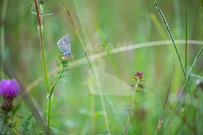 Male Chalk-hill Blue stock-image by Agami/Wil Leurs,
