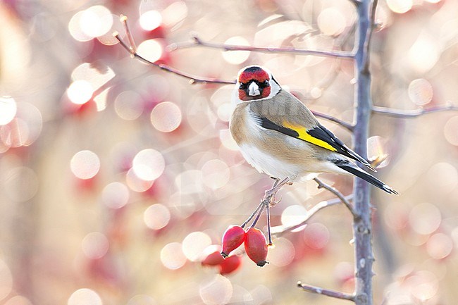 Eurasian Goldfinch (Carduelis carduelis) in Italy. stock-image by Agami/Daniele Occhiato,