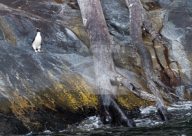 Fiordland Penguin (Eudyptes pachyrhynchus) standing on a rocky shore in the Milford Sound on South Island, New Zealand. This species nests in colonies among tree roots and rocks in dense temperate coastal forest. stock-image by Agami/Marc Guyt,