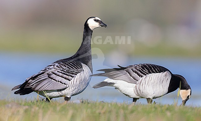 Barnacle Goose foraging stock-image by Agami/Onno Wildschut,