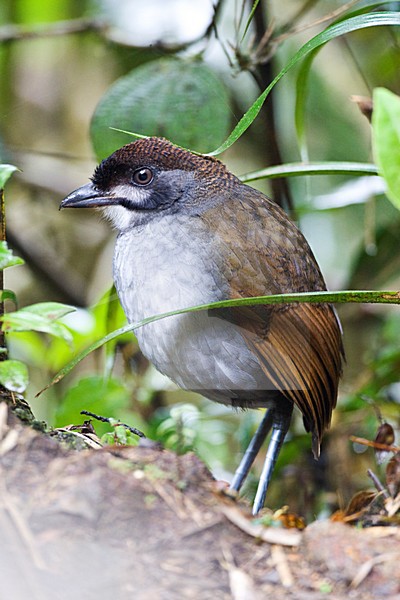Jocotocomierpitta op bosbodem; Jocotoco Antpitta on forest floor stock-image by Agami/Marc Guyt,