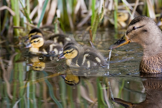 Mallard young; Wilde Eend pulli stock-image by Agami/Marc Guyt,