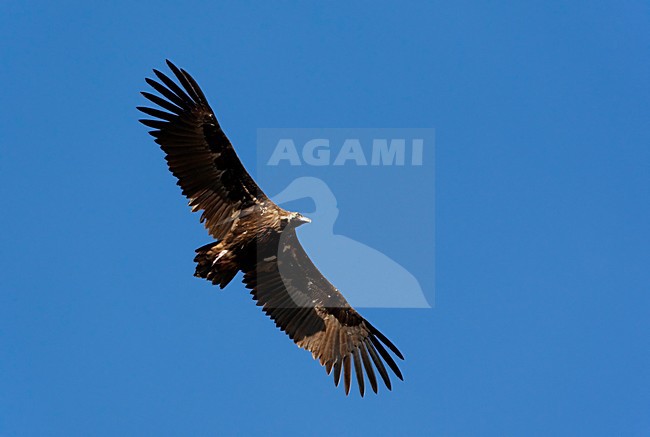 Monniksgier in vlucht; Cinereus Vulture in flight stock-image by Agami/Markus Varesvuo,
