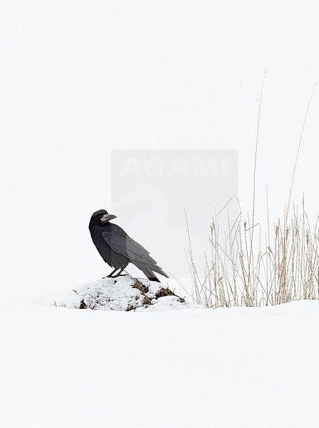Wintering Rook (Covus frigilegus) in Finland. stock-image by Agami/Markus Varesvuo,