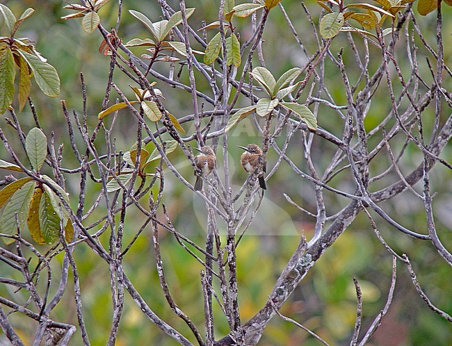 Brown jacamar (Brachygalba lugubris) pair perched in a tree stock-image by Agami/Pete Morris,