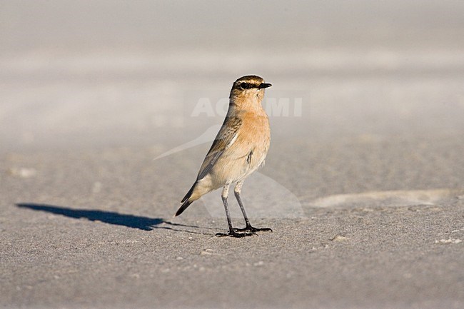 Tapuit tijdens de trek op Vlielands strand; Migrant Northern Wheatear on beach on Vlieland stock-image by Agami/Marc Guyt,