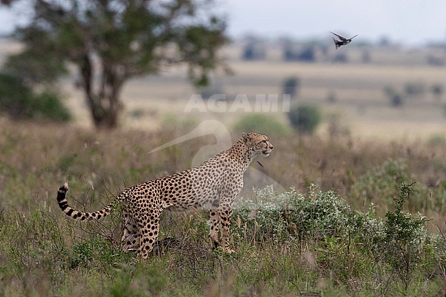 A cheetah, Acynonix jubatus, watching prey. Voi, Tsavo, Kenya stock-image by Agami/Sergio Pitamitz,