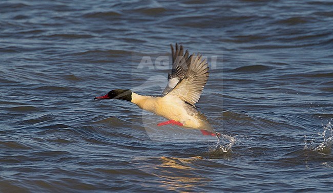 Mannetje Grote Zaagbek in vlucht, Male Goosander in flight stock-image by Agami/Karel Mauer,