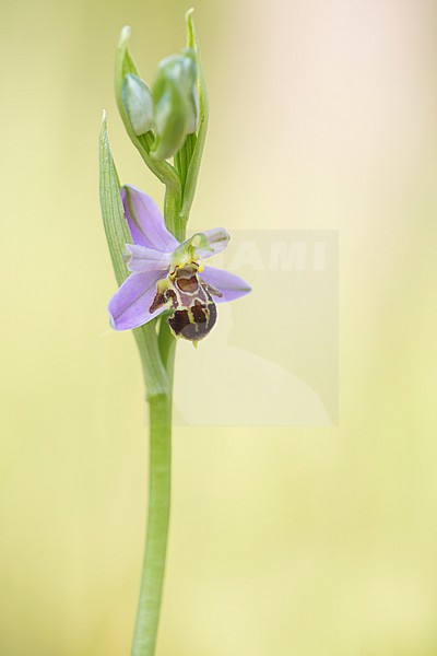 Bee Orchid; Ophrys apifera stock-image by Agami/Theo Douma,