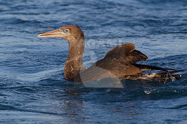 Juveniel Jan-van-gent; Juvenile Northern Gannet stock-image by Agami/Daniele Occhiato,