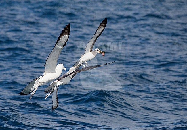 Northern Buller's Albatross (Thalassarche bulleri platei) with fish in its beak at sea off Chatham Islands, New Zealand. Attacked by Salvin’s and Northern Royal Albatross. stock-image by Agami/Marc Guyt,