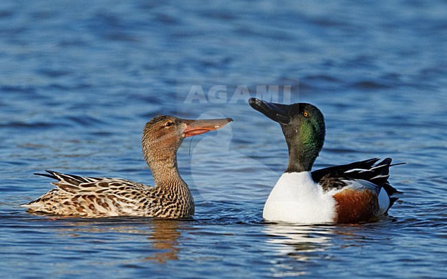 Paartje Slobeenden; Pair of Northern Shovelers stock-image by Agami/Markus Varesvuo,
