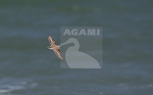Adult female Malaysan Plover (Charadrius peronii) in flight over water at the beach at Laem Pak Bia, Thailand stock-image by Agami/Helge Sorensen,