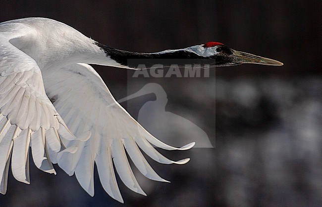 Endangered Red-crowned Crane (Grus japonensis) on Hokkaido in Japan during winter. stock-image by Agami/Marc Guyt,