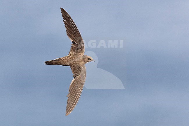 Alpine Swift (Tachymarptis melba), individual in flight seen from the above, Campania, Italy stock-image by Agami/Saverio Gatto,