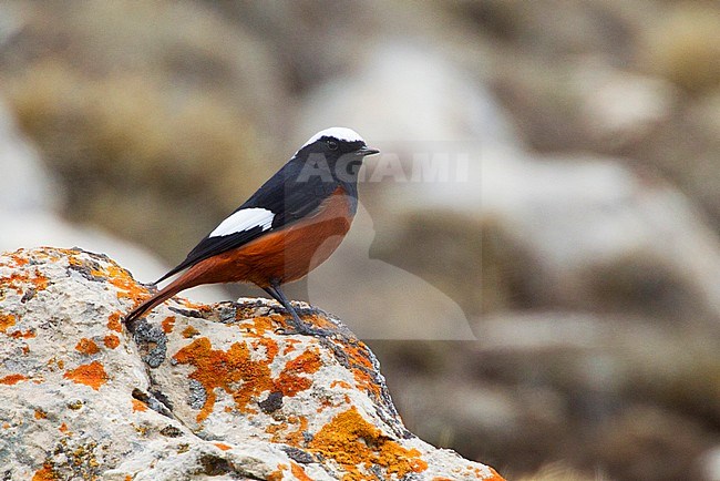 Man Witkruinroodstaart op rots met korstmos, Male White-winged Redstart on mossy rock stock-image by Agami/David Monticelli,