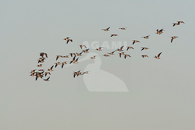 Wintering Barnacle Goose (Branta leucopsis) in the Netherlands. Huge flock flying overhead. stock-image by Agami/Marc Guyt,