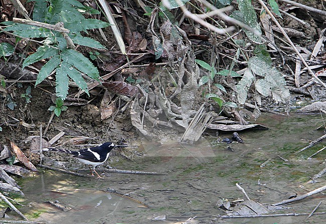 Black-backed Forktail (Enicurus immaculatus) at small stream in northern India. stock-image by Agami/James Eaton,