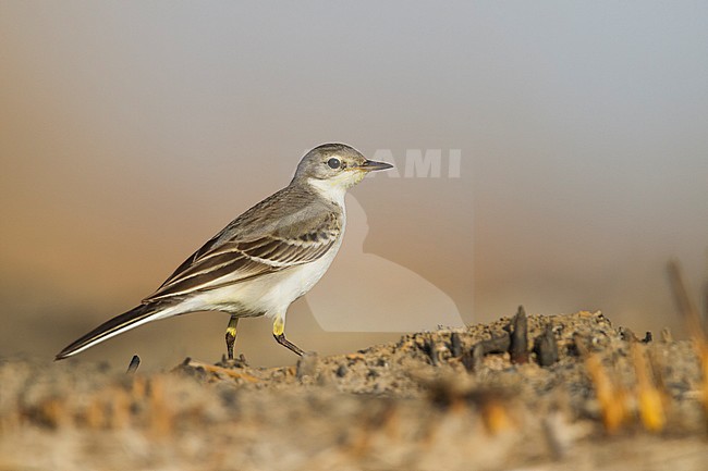 Black-headed Wagtail (Motacilla feldegg), Oman stock-image by Agami/Ralph Martin,