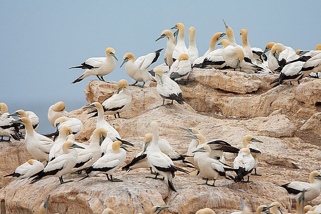 Group of Cape Gannets (Morus capensis) resting on a huge rock in the colony on Birds island in Lamberts Bay, South Africa. stock-image by Agami/Marc Guyt,