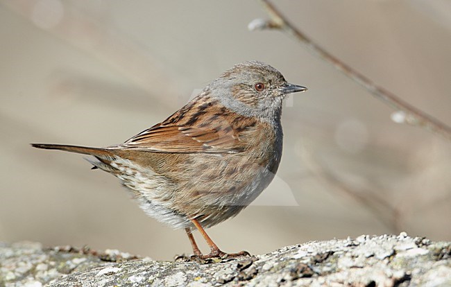 Heggenmus op een rots; Dunnock perched on a rock stock-image by Agami/Markus Varesvuo,