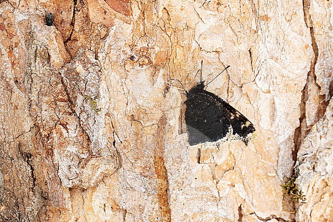 mourning cloak (nymphalis antiopa) is sucking the tree juice of a sycamore tree stock-image by Agami/Mathias Putze,