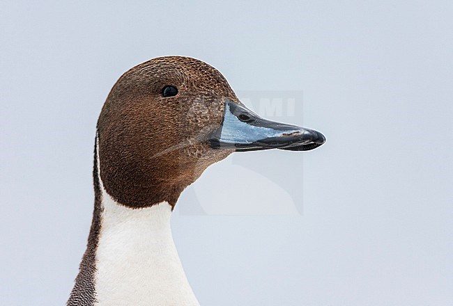Wintering Northern Pintail (Anas acuta) along the coast of Hokkaido in Japan. Head of an adult male in closeup. stock-image by Agami/Marc Guyt,
