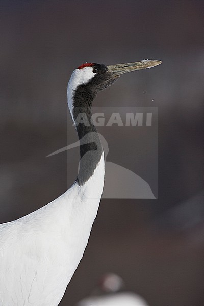 Endangered Red-crowned Crane (Grus japonensis) on Hokkaido in Japan during winter. stock-image by Agami/Marc Guyt,