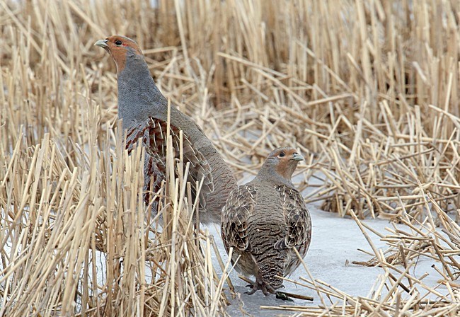 Patrijs in de sneeuw, Grey Partridge in the snow stock-image by Agami/Markus Varesvuo,