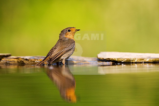 Roodborst bij drinkplaats; European Robin at drinking site stock-image by Agami/Marc Guyt,