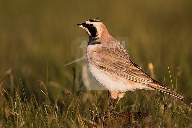 Adult Steppe Horned Lark (Eremophila alpestris brandtii) in breeding plumage, standing on the ground in steppes of Kyrgyzstan. Standing erect in the grass. stock-image by Agami/Ralph Martin,