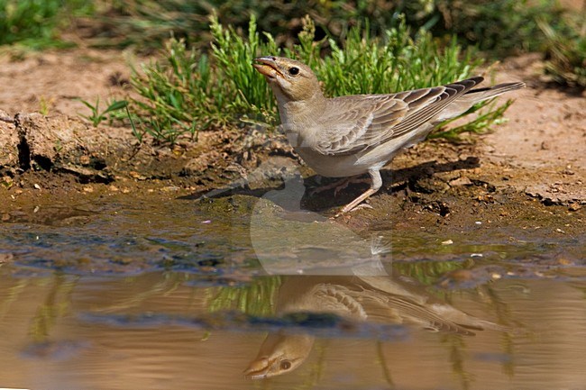 Bleke Rotsmus drinkend; Pale Rock Sparrow drinking stock-image by Agami/Daniele Occhiato,